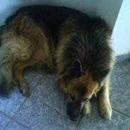 Schæferhund Samson RIP /; <3 
