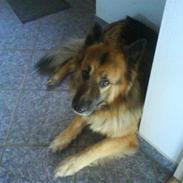 Schæferhund Samson RIP /; <3 
