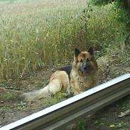 Schæferhund Samson RIP /; <3 