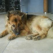 Schæferhund Samson RIP /; <3 