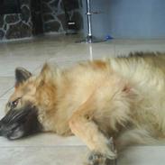 Schæferhund Samson RIP /; <3 