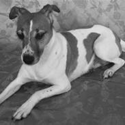 Dansk svensk gaardhund marie