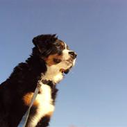 Berner sennenhund Selma