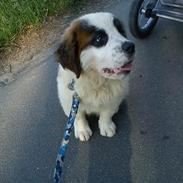 Sankt bernhardshund mini