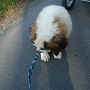 Sankt bernhardshund mini