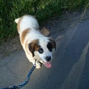 Sankt bernhardshund mini