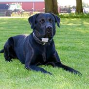 Labrador retriever charlie
