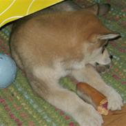 Alaskan malamute Balder