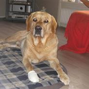 Labrador retriever Balou