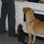 Labrador retriever Balou