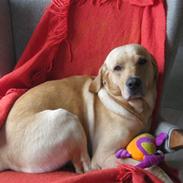 Labrador retriever Balou