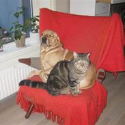 Labrador retriever Balou