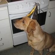 Labrador retriever Balou