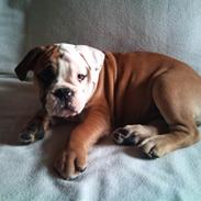 Olde english bulldogge Coco