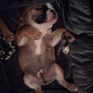 Olde english bulldogge Coco