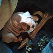 Olde english bulldogge Coco