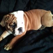 Olde english bulldogge Coco