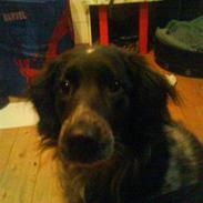 Blanding af racer molly solgt