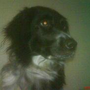 Blanding af racer molly solgt