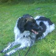 Blanding af racer molly solgt