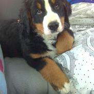 Berner sennenhund Kimmi