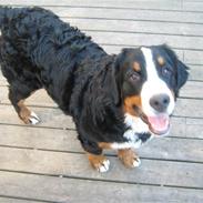 Berner sennenhund Kimmi