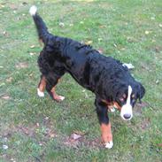 Berner sennenhund Kimmi