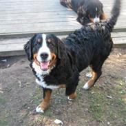 Berner sennenhund Kimmi