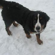 Berner sennenhund Kimmi