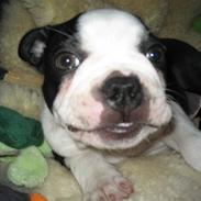 Boston terrier ASTA