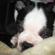 Boston terrier ASTA