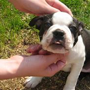 Boston terrier ASTA