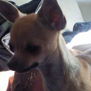 Chihuahua Malou