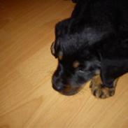 Rottweiler rollo