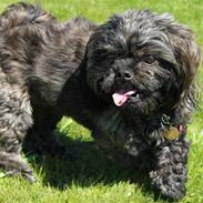 Blanding af racer Buster 