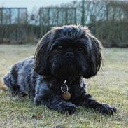 Blanding af racer Buster 