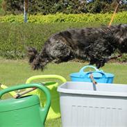 Blanding af racer Buster 