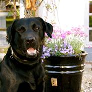 Labrador retriever charlie