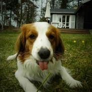 Kooikerhondje Monty