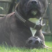 Staffordshire bull terrier Ronja<33