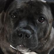 Staffordshire bull terrier Ronja<33