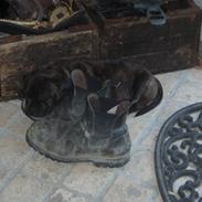 Staffordshire bull terrier Ronja<33