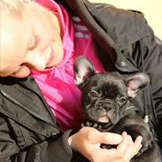 Fransk bulldog Tayson