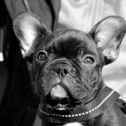 Fransk bulldog Tayson