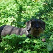 Gravhund Anton (desværre aflivet)