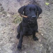 Labrador retriever Bølle
