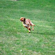 Blanding af racer Nala (chefen) ;-)