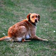 Blanding af racer Nala (chefen) ;-)