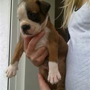 Boxer hearts of hope galliano