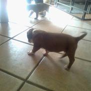 Boxer hearts of hope galliano